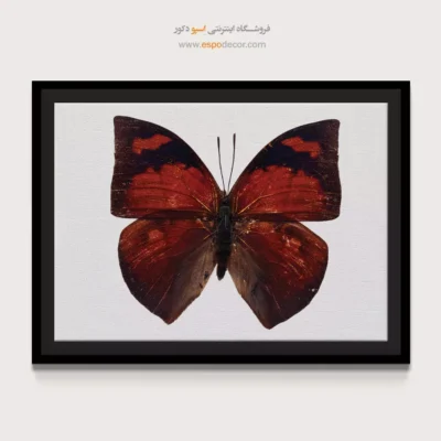 تابلو پروانه - اسپو دکور