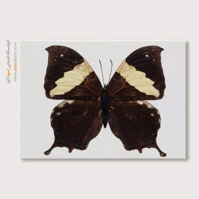 تابلو پروانه - اسپو دکور