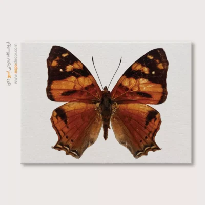 تابلو پروانه - اسپو دکور