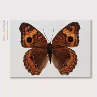 تابلو پروانه - اسپو دکور