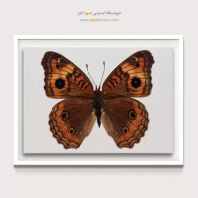 تابلو پروانه - اسپو دکور