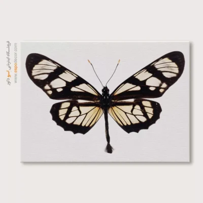تابلو پروانه - اسپو دکور