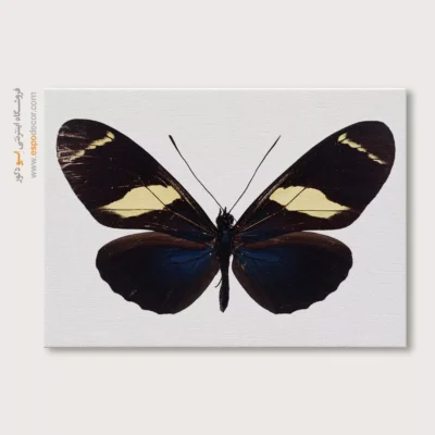 تابلو پروانه - اسپو دکور