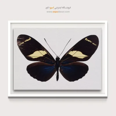 تابلو پروانه - اسپو دکور