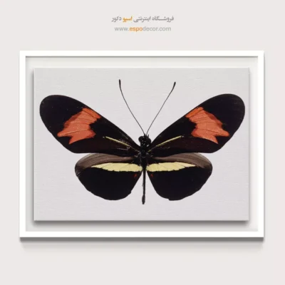 تابلو پروانه - اسپو دکور