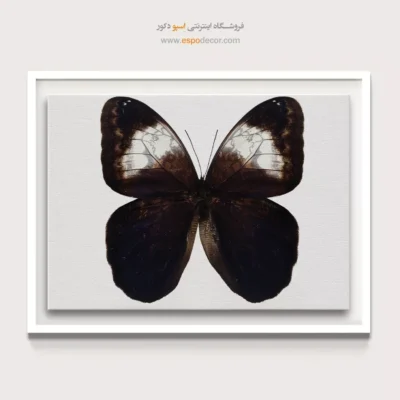 تابلو پروانه - اسپو دکور