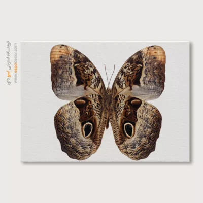 تابلو پروانه - اسپو دکور