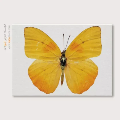 تابلو پروانه - اسپو دکور
