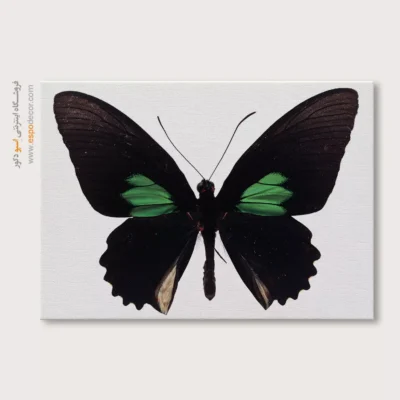 تابلو پروانه - اسپو دکور