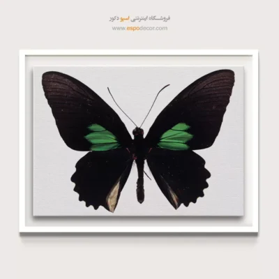 تابلو پروانه - اسپو دکور
