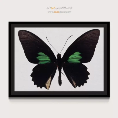 تابلو پروانه - اسپو دکور
