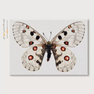 تابلو پروانه - اسپو دکور