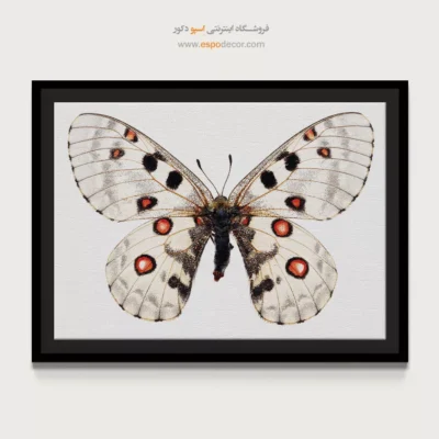 تابلو پروانه - اسپو دکور