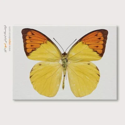 تابلو پروانه - اسپو دکور