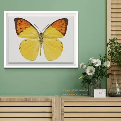 تابلو پروانه - اسپو دکور