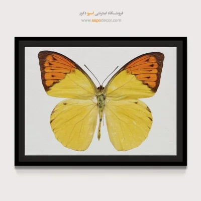 تابلو پروانه - اسپو دکور