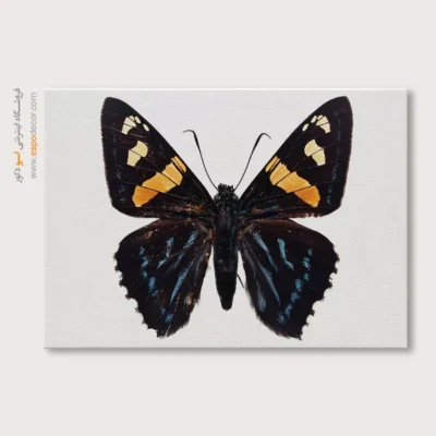تابلو پروانه - اسپو دکور
