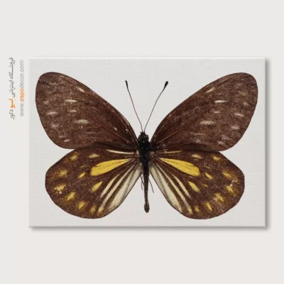 تابلو پروانه - اسپو دکور