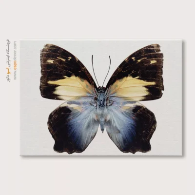 تابلو پروانه - اسپو دکور