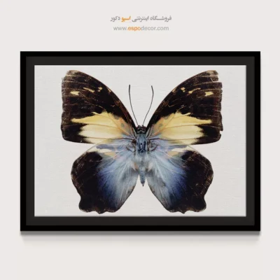 تابلو پروانه - اسپو دکور