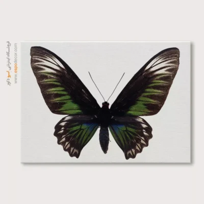 تابلو پروانه - اسپو دکور