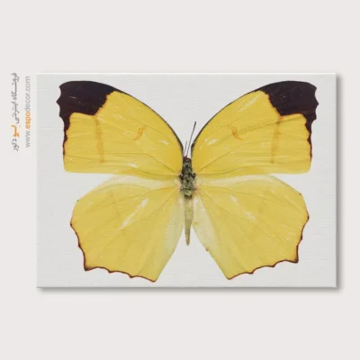 تابلو پروانه - اسپو دکور