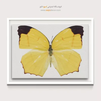 تابلو پروانه - اسپو دکور