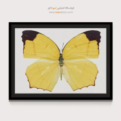 تابلو پروانه - اسپو دکور