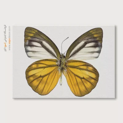 تابلو پروانه - اسپو دکور