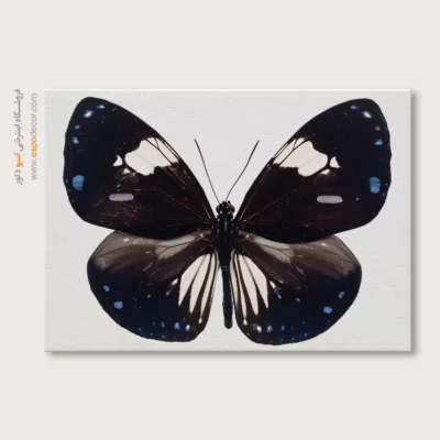 تابلو پروانه - اسپو دکور