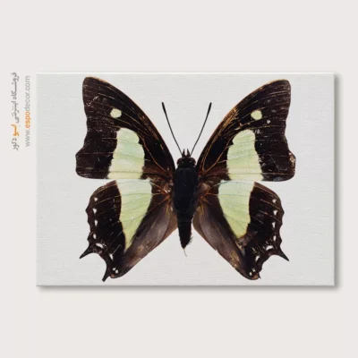 تابلو پروانه - اسپو دکور
