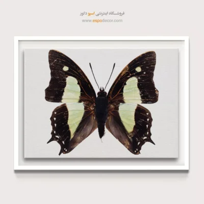 تابلو پروانه - اسپو دکور