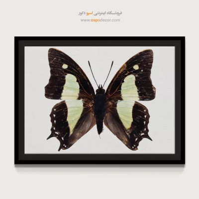 تابلو پروانه - اسپو دکور