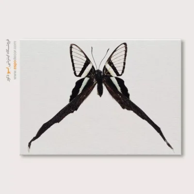 تابلو پروانه - اسپو دکور