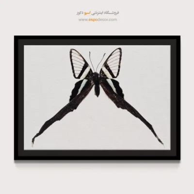 تابلو پروانه - اسپو دکور