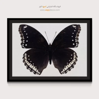تابلو پروانه - اسپو دکور