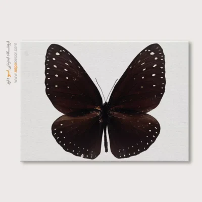 تابلو پروانه - اسپو دکور