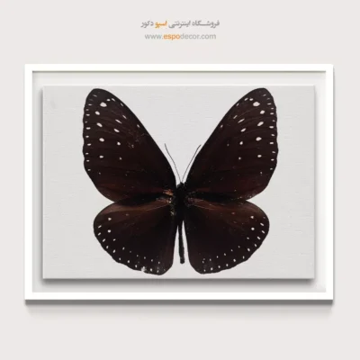 تابلو پروانه - اسپو دکور