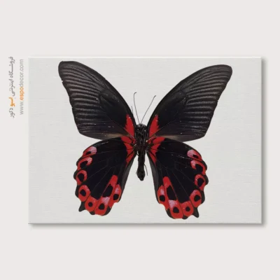 تابلو پروانه - اسپو دکور