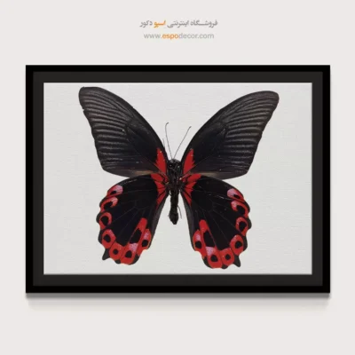 تابلو پروانه - اسپو دکور