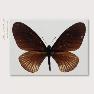 تابلو پروانه - اسپو دکور