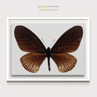 تابلو پروانه - اسپو دکور