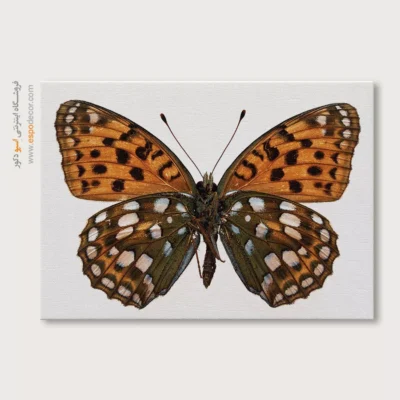 تابلو پروانه - اسپو دکور