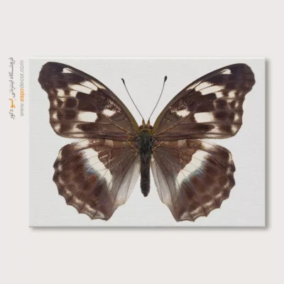 تابلو پروانه - اسپو دکور