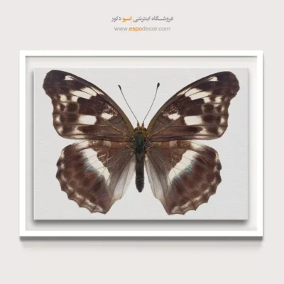 تابلو پروانه - اسپو دکور