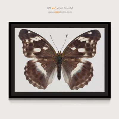 تابلو پروانه - اسپو دکور