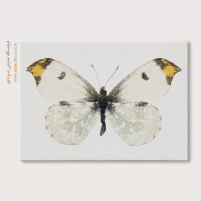 تابلو پروانه - اسپو دکور
