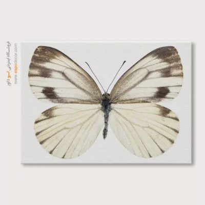 تابلو پروانه - اسپو دکور