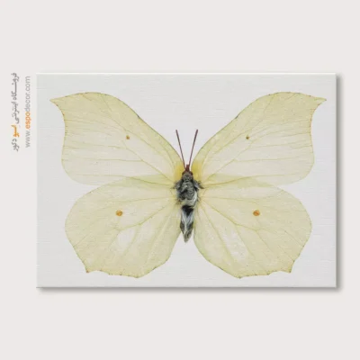 تابلو پروانه - اسپو دکور