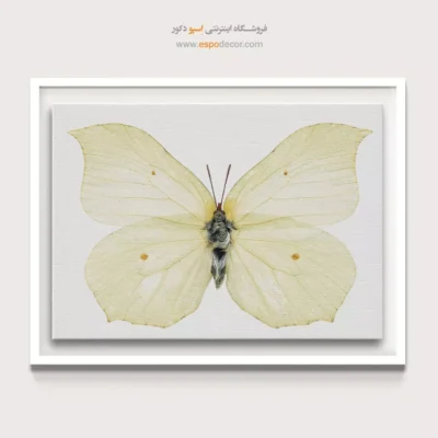 تابلو پروانه - اسپو دکور